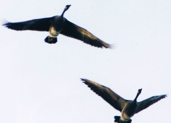 Canada Geese Migration