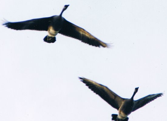 canada geese migration